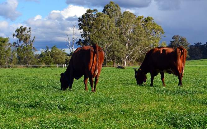 The Dairy UP Project researches grazing and feeding management