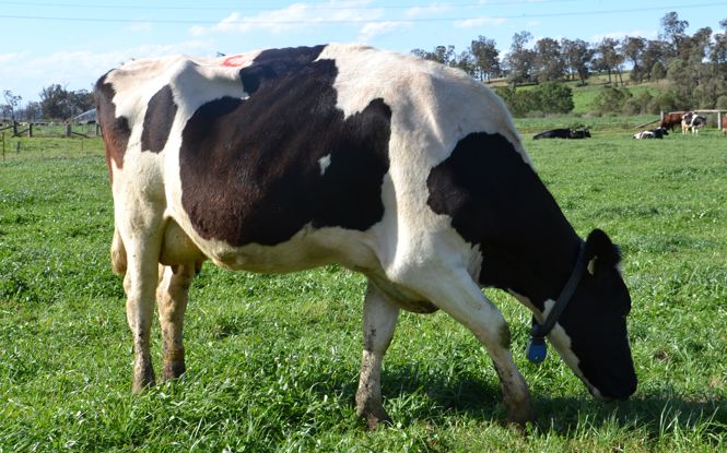 carbon neutral dairy farming