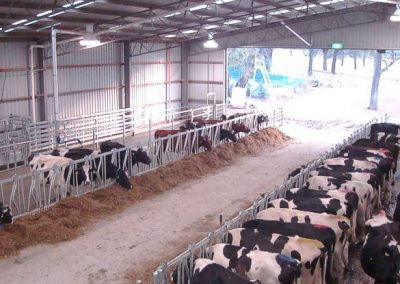 Interactions between dairy feeding systems, facility design, production and health