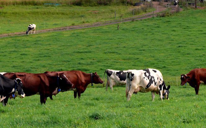 Kikuyu toxicity in dairy cows