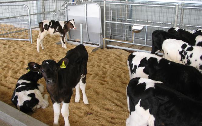 The Dairy UP Project P9 explores the potential of milk