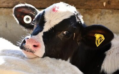 New tools for diagnosing causes of scours and respiratory diseases in dairy calves.