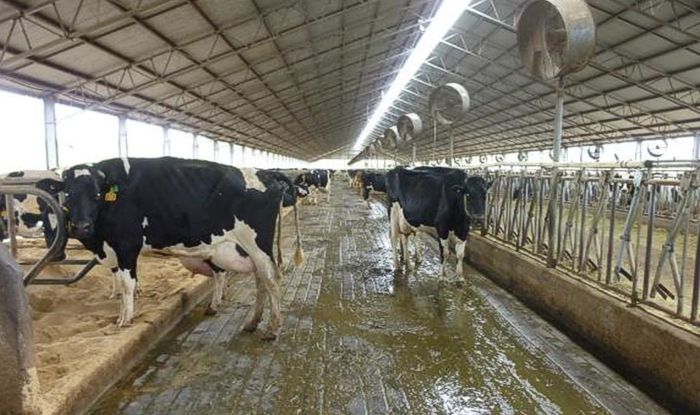 P9a – On-farm opportunities to add value to milk components