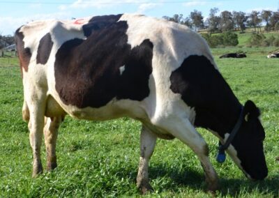Effects of environment and age of first calving on longevity and production of cattle