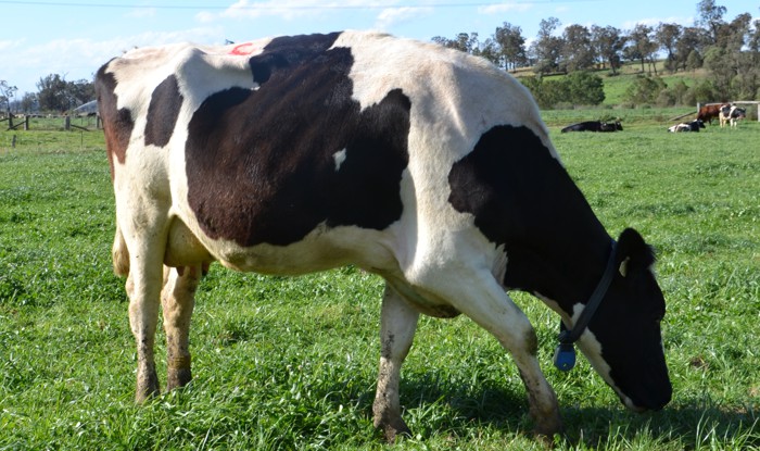 Effects of environment and age of first calving on longevity and production of cattle