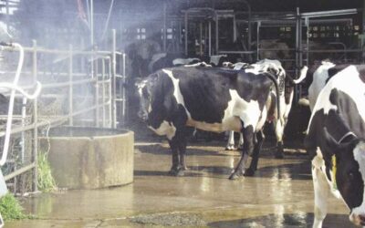 Managing cows in hot, humid weather