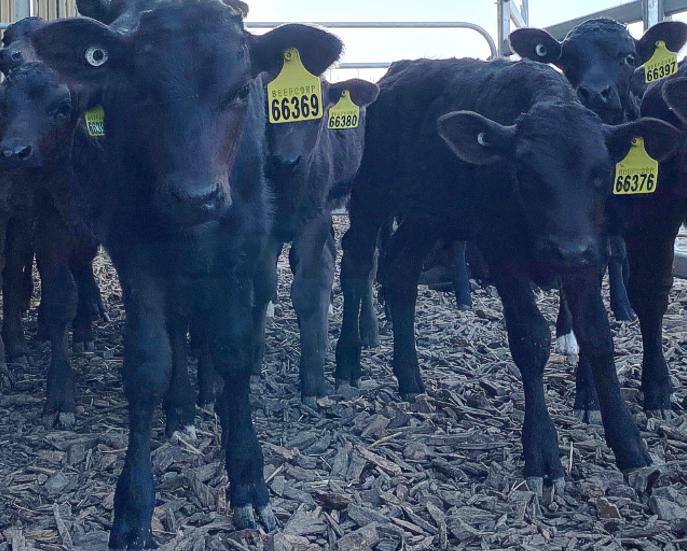 Growing Beef from Dairy field day