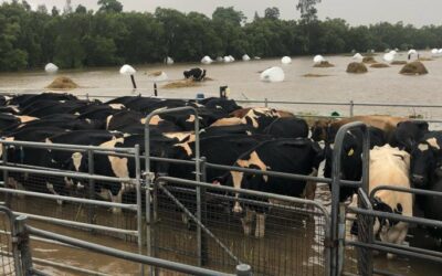 Managing cows in wet conditions