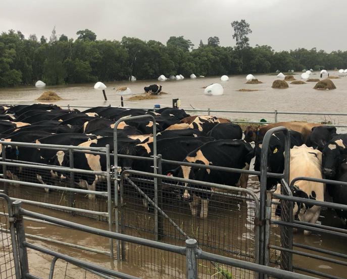 Managing cows in wet conditions