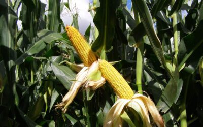 P4: Feedbase – Maize for Silage